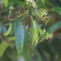 Hakea salicifolia subsp. salicifolia